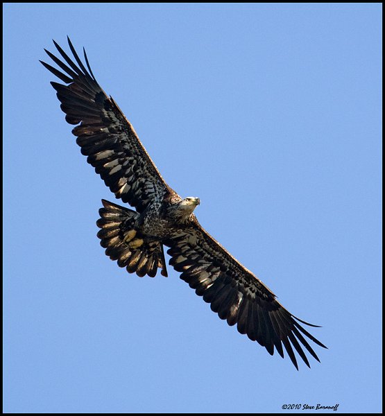 _0SB0720 immature american bald .jpg